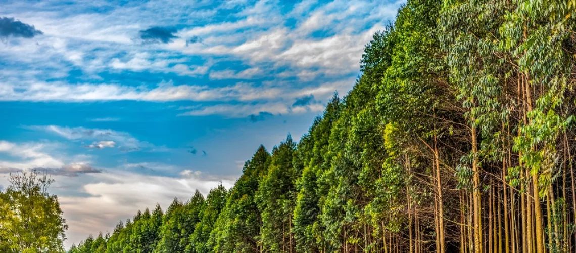 Drone Respond to Devastating Storms & Forestry