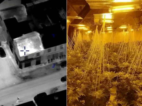 Drones in Illegal Cannabis Farms Investigation