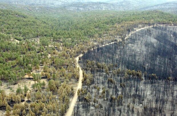 drones in forestry fire breaks